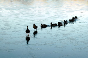 momma duck leading ducklings