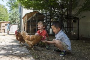 Fessenden Preschool Chickens